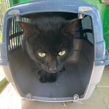 MICIO, Katze, Europäisch Kurzhaar in Bellheim - Bild 7