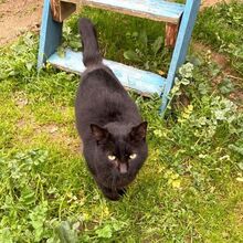 MICIO, Katze, Europäisch Kurzhaar in Bellheim - Bild 8
