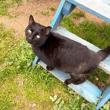 MICIO, Katze, Europäisch Kurzhaar in Bellheim - Bild 9