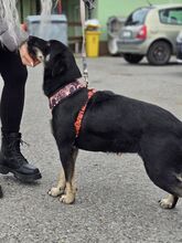 NINA, Hund, Mischlingshund in Kroatien - Bild 9