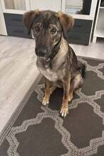 KASSANDRA, Hund, Mischlingshund in Mönchengladbach