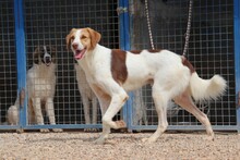 LOKI, Hund, Mischlingshund in Köln - Bild 2