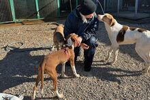 LOKI, Hund, Mischlingshund in Köln - Bild 3