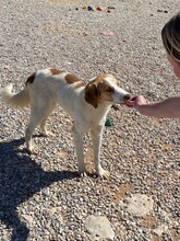 LOKI, Hund, Mischlingshund in Köln - Bild 6