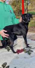 PINDI, Hund, Mischlingshund in Ungarn - Bild 2