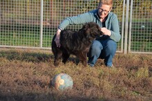 CSIKI, Hund, Mudi-Mix in Ungarn - Bild 10