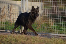 CSIKI, Hund, Mudi-Mix in Ungarn - Bild 11