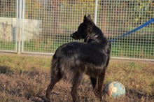 CSIKI, Hund, Mudi-Mix in Ungarn - Bild 12