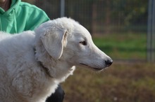 BARI, Hund, Kuvasz-Mix in Ungarn - Bild 1