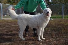 BARI, Hund, Kuvasz-Mix in Ungarn - Bild 2