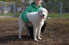 BARI, Hund, Kuvasz-Mix in Ungarn - Bild 3