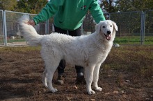 BARI, Hund, Kuvasz-Mix in Ungarn - Bild 5