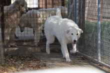 BARI, Hund, Kuvasz-Mix in Ungarn - Bild 7