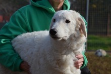 BARI, Hund, Kuvasz-Mix in Ungarn - Bild 8