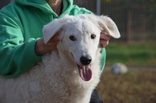 BARI, Hund, Kuvasz-Mix in Ungarn - Bild 9