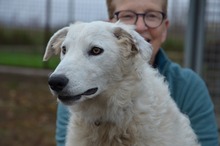 BOJKA, Hund, Herdenschutzhund in Ungarn - Bild 1