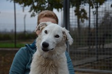 BOJKA, Hund, Herdenschutzhund in Ungarn - Bild 10