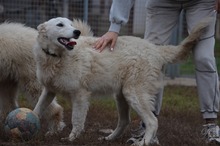 BOJKA, Hund, Herdenschutzhund in Ungarn - Bild 11