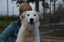 BOJKA, Hund, Herdenschutzhund in Ungarn - Bild 12