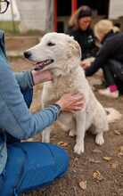 BOJKA, Hund, Herdenschutzhund in Ungarn - Bild 2