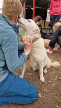 BOJKA, Hund, Herdenschutzhund in Ungarn - Bild 3