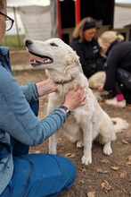 BOJKA, Hund, Herdenschutzhund in Ungarn - Bild 4