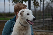 BOJKA, Hund, Herdenschutzhund in Ungarn - Bild 5