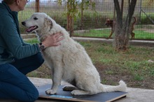 BOJKA, Hund, Herdenschutzhund in Ungarn - Bild 6