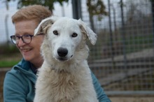 BOJKA, Hund, Herdenschutzhund in Ungarn - Bild 7