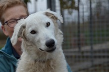 BOJKA, Hund, Herdenschutzhund in Ungarn - Bild 8