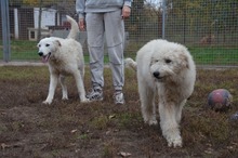 BOJKA, Hund, Herdenschutzhund in Ungarn - Bild 9