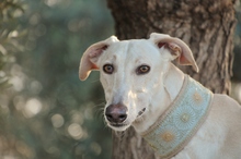 FHANDANGO, Hund, Galgo Español in Herxheimweyher - Bild 2