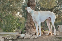 FHANDANGO, Hund, Galgo Español in Herxheimweyher - Bild 3