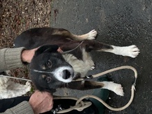 TAYTO, Hund, Collie-Sheltie-Mix in Lohra-Reimershausen - Bild 1