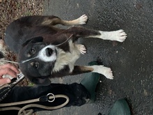 TAYTO, Hund, Collie-Sheltie-Mix in Lohra-Reimershausen - Bild 2