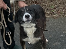 TAYTO, Hund, Collie-Sheltie-Mix in Lohra-Reimershausen - Bild 3