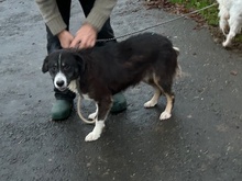 TAYTO, Hund, Collie-Sheltie-Mix in Lohra-Reimershausen - Bild 4