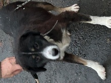 TAYTO, Hund, Collie-Sheltie-Mix in Lohra-Reimershausen - Bild 5