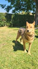 FOXER, Hund, Mischlingshund in Griechenland - Bild 2