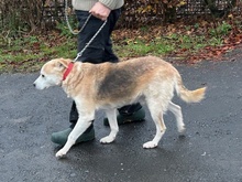 RABAN, Hund, Mischlingshund in Lohra-Reimershausen - Bild 3