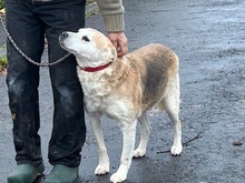 RABAN, Hund, Mischlingshund in Lohra-Reimershausen - Bild 7