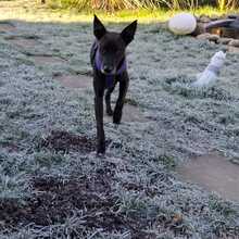 SIGGI, Hund, Mischlingshund in Dülmen - Bild 9