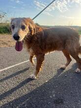 HUGO, Hund, Mischlingshund in Spanien - Bild 1