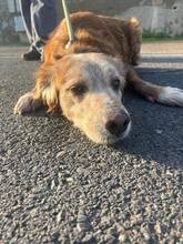 HUGO, Hund, Mischlingshund in Spanien - Bild 2