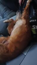 HUGO, Hund, Mischlingshund in Spanien - Bild 3