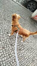 HUGO, Hund, Mischlingshund in Spanien - Bild 4