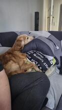 HUGO, Hund, Mischlingshund in Spanien - Bild 5