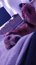 HUGO, Hund, Mischlingshund in Spanien - Bild 6