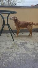 HUGO, Hund, Mischlingshund in Spanien - Bild 7