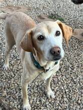 APRIL, Hund, Labrador Retriever in Spanien - Bild 1